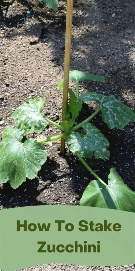 azeite zucchi|The Complete Guide To Zucchini In Italy.